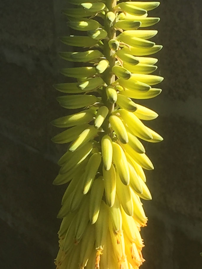 Casa Cardon La Palma